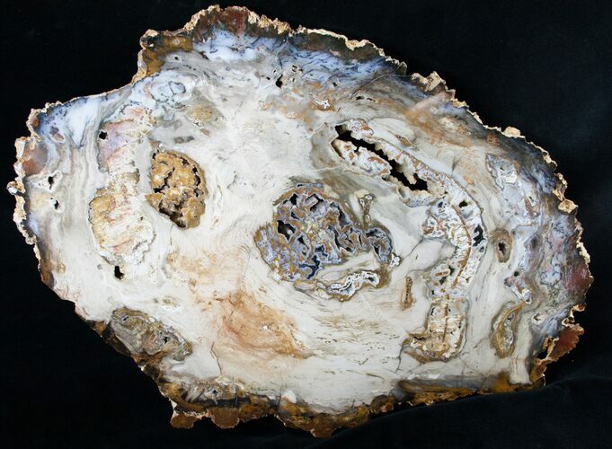 Large Hubbard Basin Petrified Wood Slab - x #16857